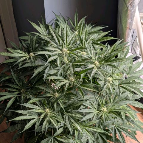Cherry Cola Auto growlog timeline photo