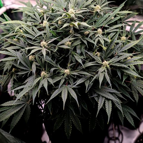 Cherry Cola Auto growlog timeline photo