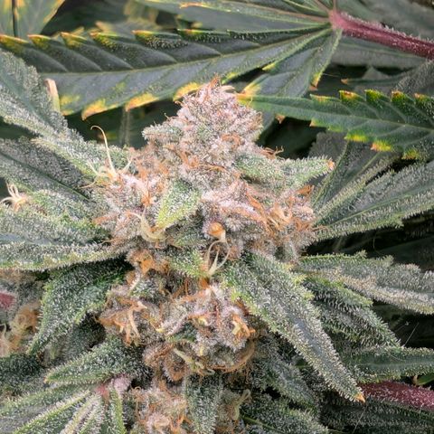Cherry Cola Auto growlog timeline photo