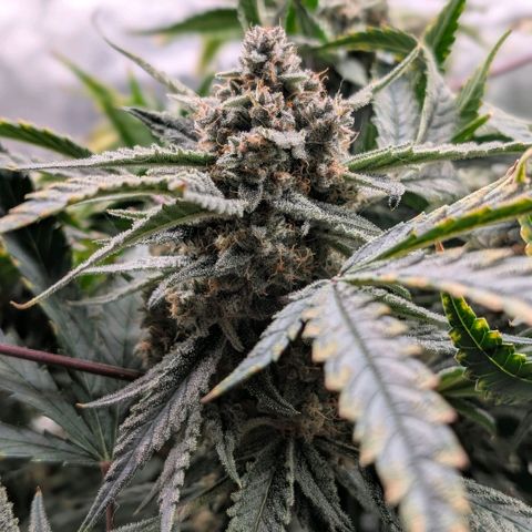 Cherry Cola Auto growlog timeline photo