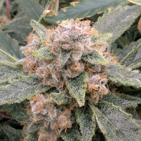 Cherry Cola Auto growlog timeline photo