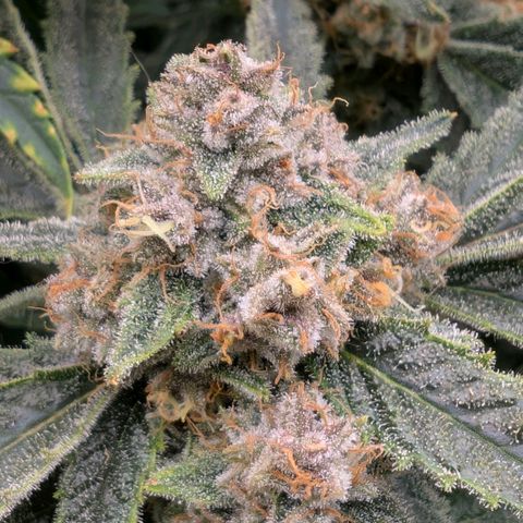 Cherry Cola Auto growlog timeline photo