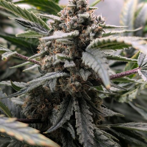 Cherry Cola Auto growlog timeline photo