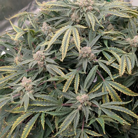 Cherry Cola Auto growlog timeline photo