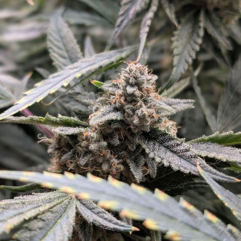 Cherry Cola Auto growlog timeline photo