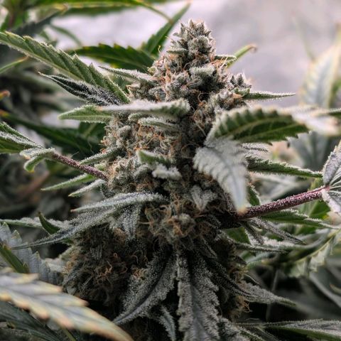 Cherry Cola Auto growlog timeline photo