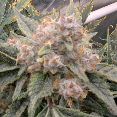 Cherry Cola Auto growlog timeline photo