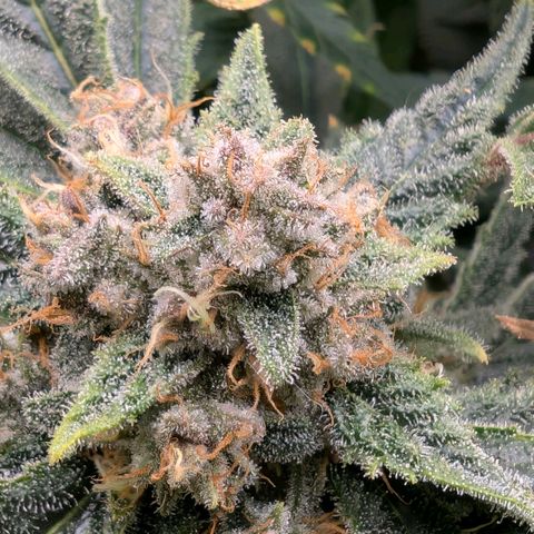 Cherry Cola Auto growlog timeline photo