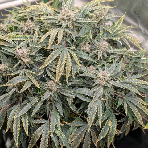 Cherry Cola Auto growlog timeline photo