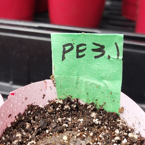 PE 3.1 growlog timeline photo