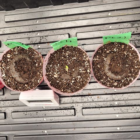 MC1.1 growlog timeline photo