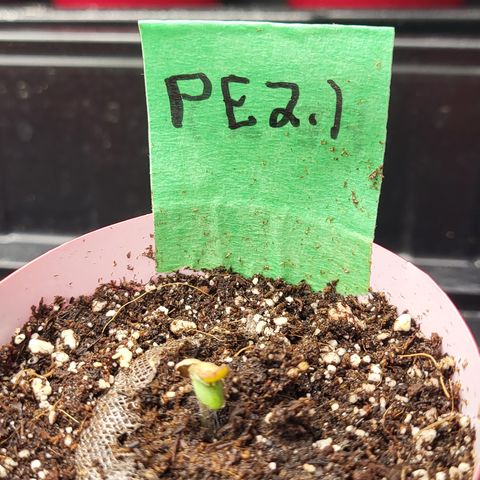 PE 2.1 growlog timeline photo