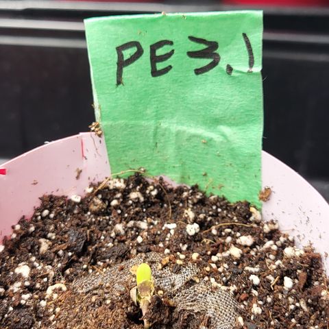 PE 3.1 growlog timeline photo