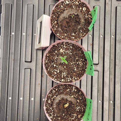 MC1.1 growlog timeline photo