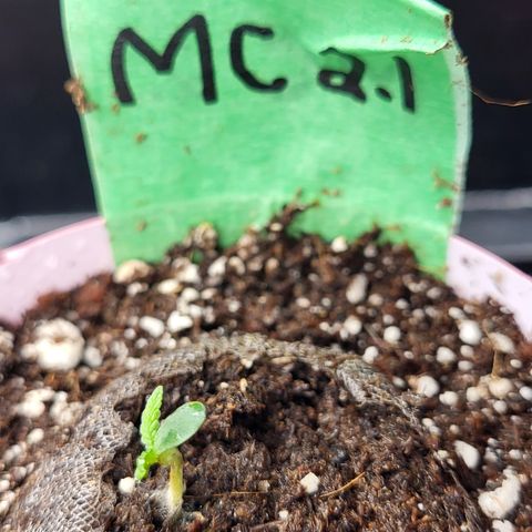 MC1.1 growlog photo: Slightly runty