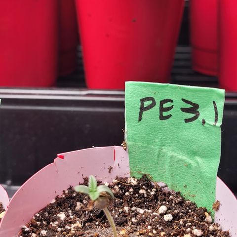 PE 3.1 growlog timeline photo