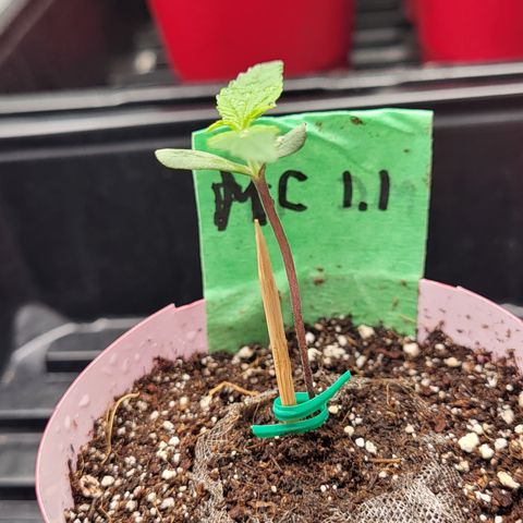 MC1.1 growlog timeline photo
