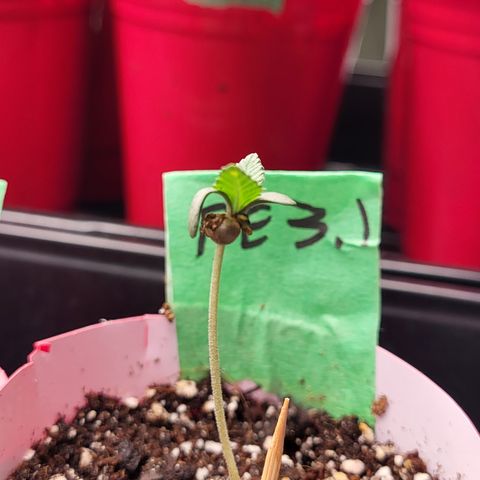 PE 3.1 growlog timeline photo