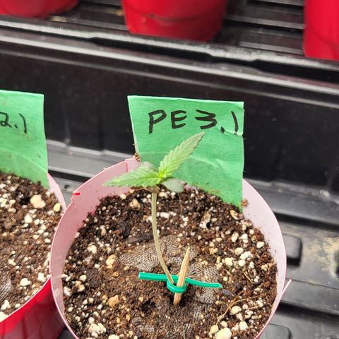 PE 3.1 growlog timeline photo