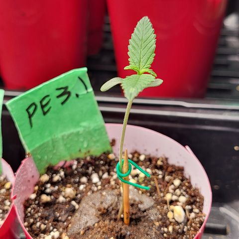 PE 3.1 growlog timeline photo