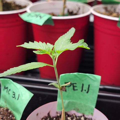 PE 1.1 growlog timeline photo