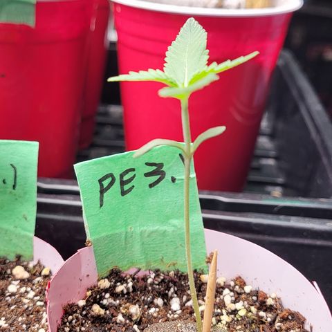 PE 3.1 growlog timeline photo