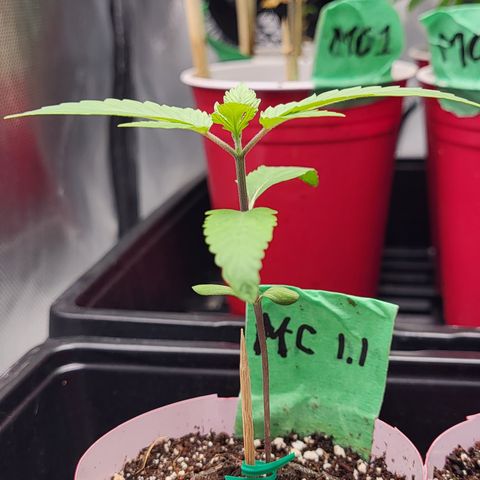 MC1.1 growlog timeline photo