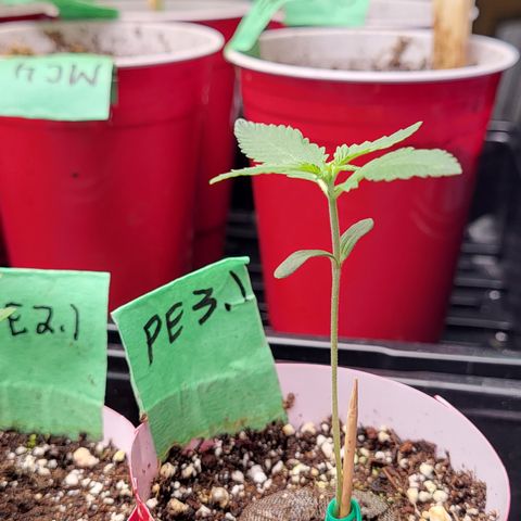PE 3.1 growlog timeline photo
