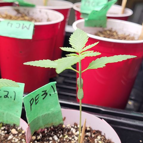 PE 3.1 growlog photo: Beautiful 