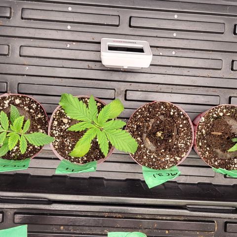 MC1.1 growlog timeline photo