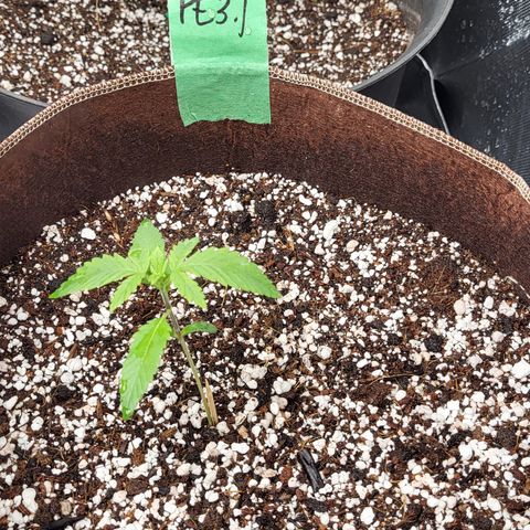 PE 3.1 growlog timeline photo