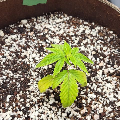 MC1.1 growlog timeline photo