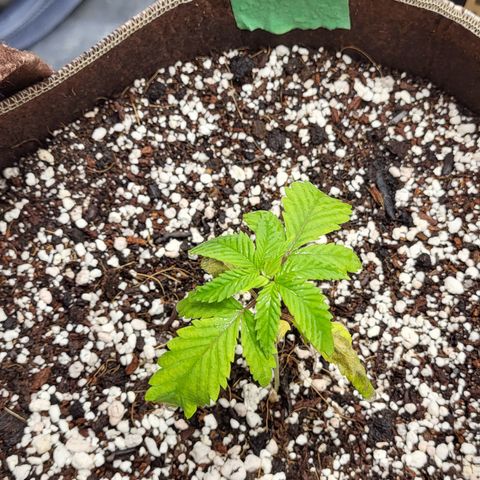 PE 1.1 growlog timeline photo