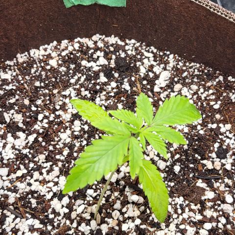 PE 3.1 growlog timeline photo