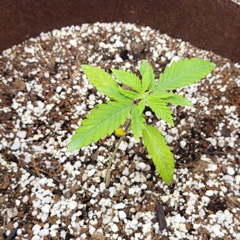 PE 3.1 growlog timeline photo
