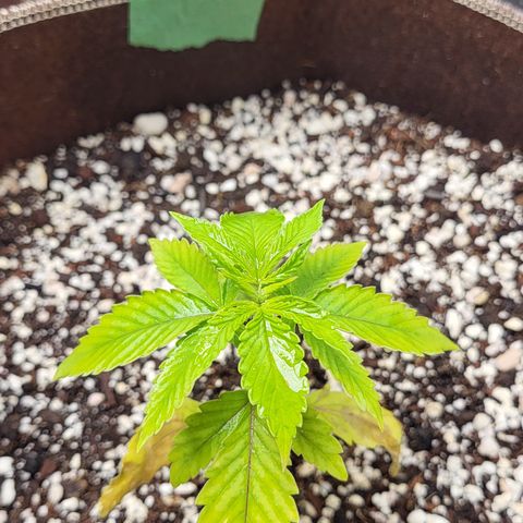 MC1.1 growlog timeline photo