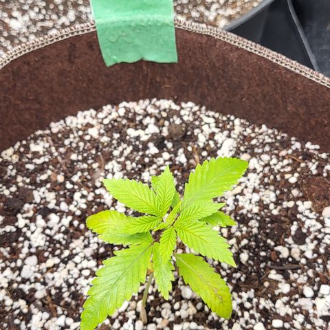 PE 3.1 growlog timeline photo