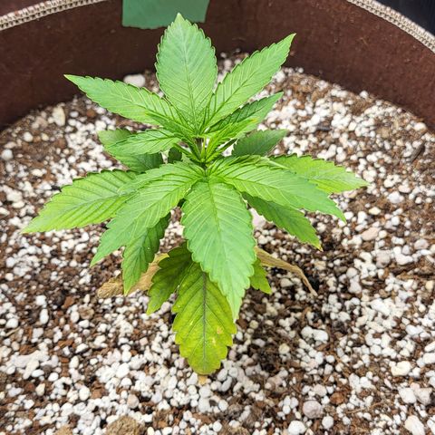 MC1.1 growlog timeline photo