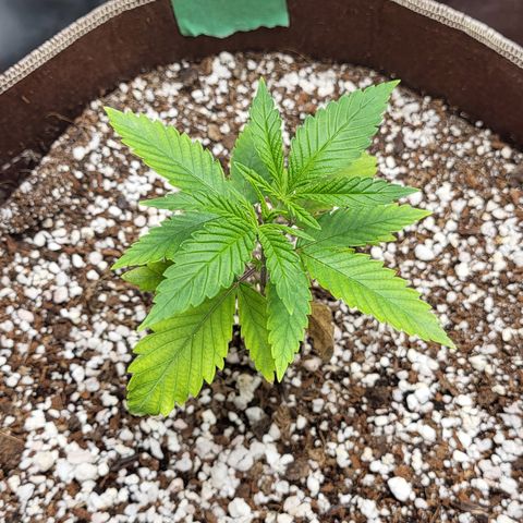 PE 1.1 growlog timeline photo