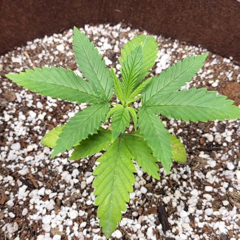 PE 3.1 growlog timeline photo