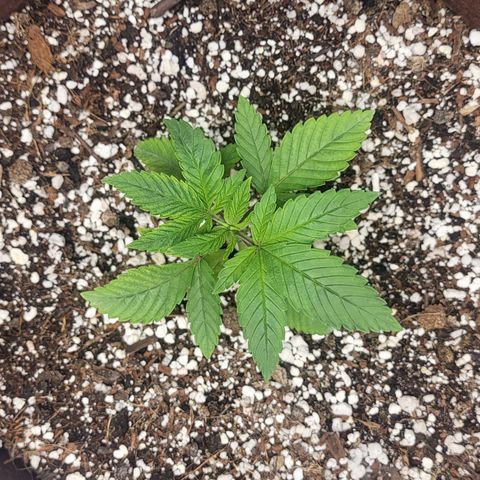 PE 2.1 growlog timeline photo