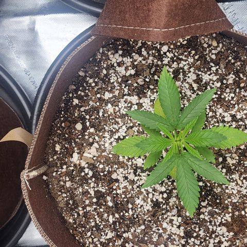 PE 3.1 growlog timeline photo