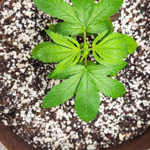 MC1.1 growlog timeline photo