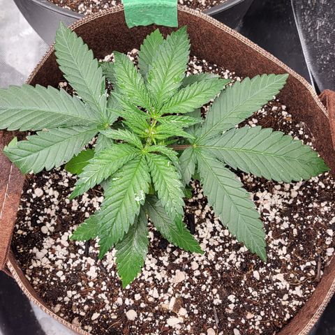 PE 3.1 growlog timeline photo
