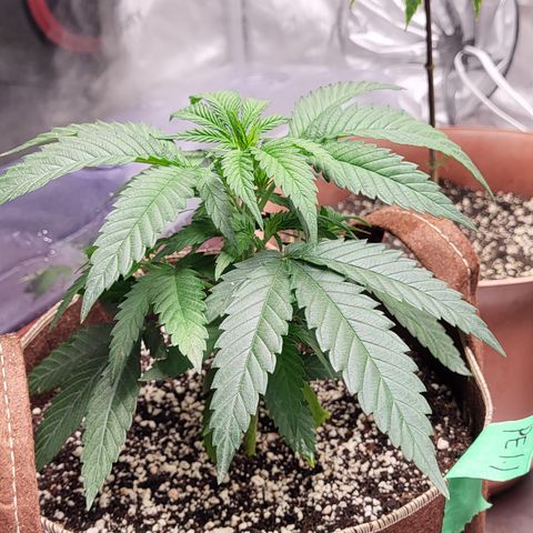 PE 1.1 growlog timeline photo