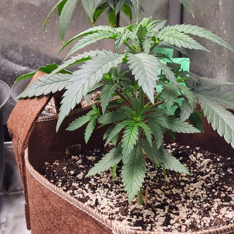 PE 3.1 growlog timeline photo