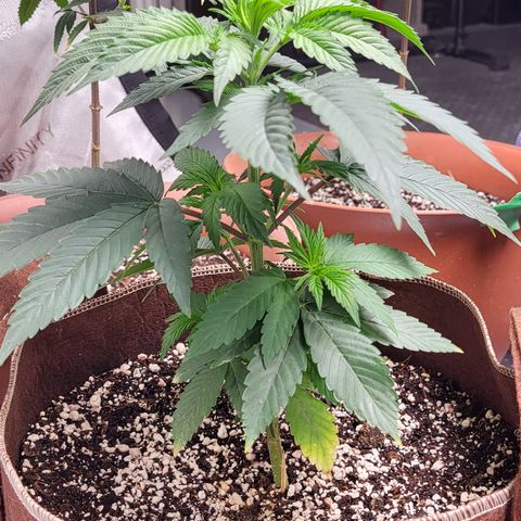 MC1.1 growlog timeline photo