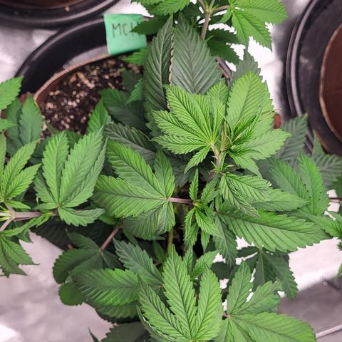 MC1.1 growlog timeline photo