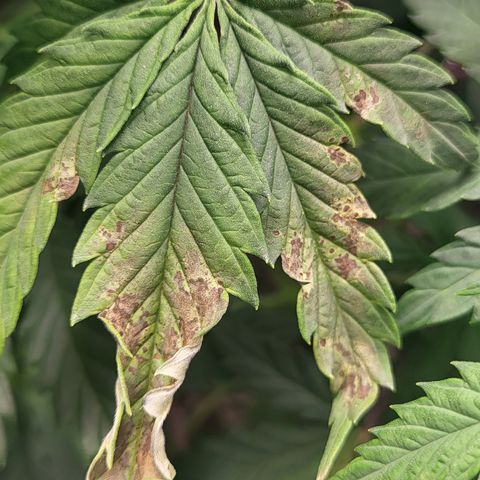 MC1.1 growlog photo: Aphid damage