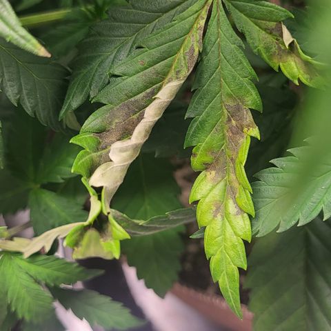 MC1.1 growlog photo: Aphid damage